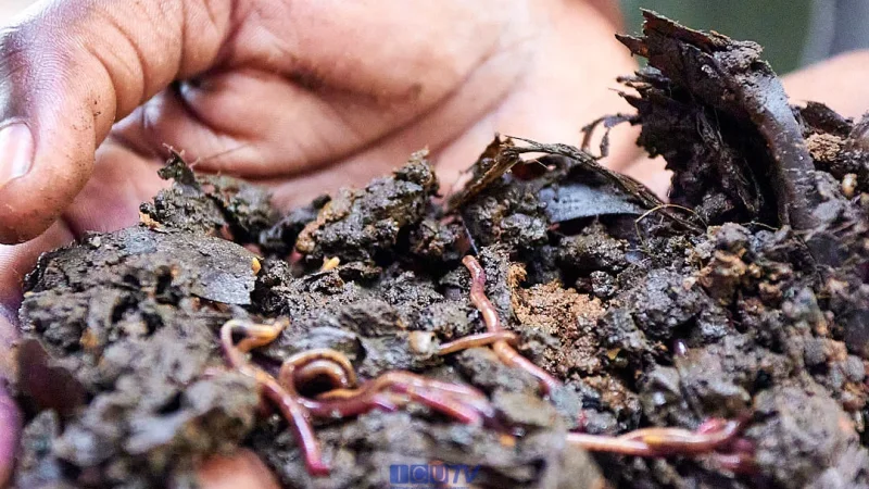ICU Students Gain Practical Agricultural Skills At Chongwe Agriculture Research Center
