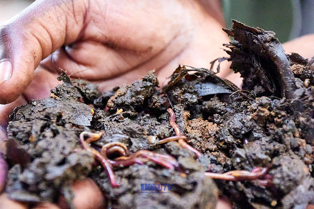 ICU Students Gain Practical Agricultural Skills At Chongwe Agriculture Research Center